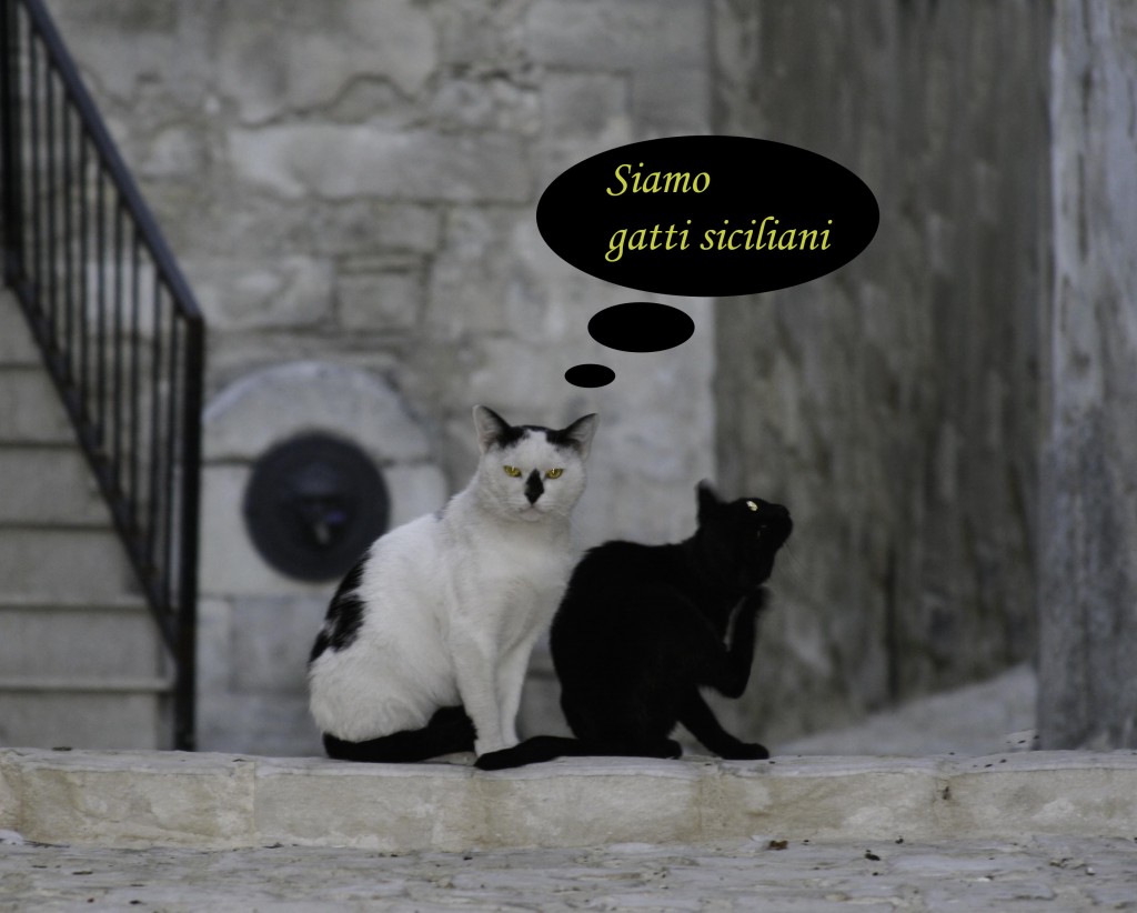 Sicilian Cats, copyright Jann Huizenga