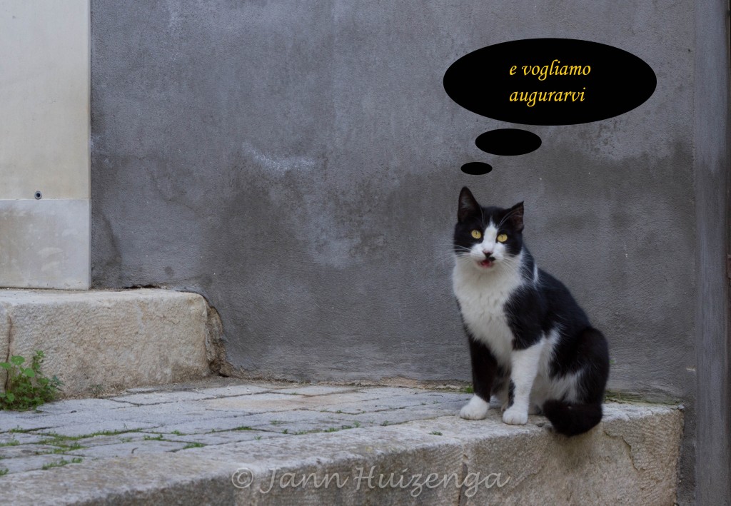 Sicilian cat, copyright Jann Huizenga