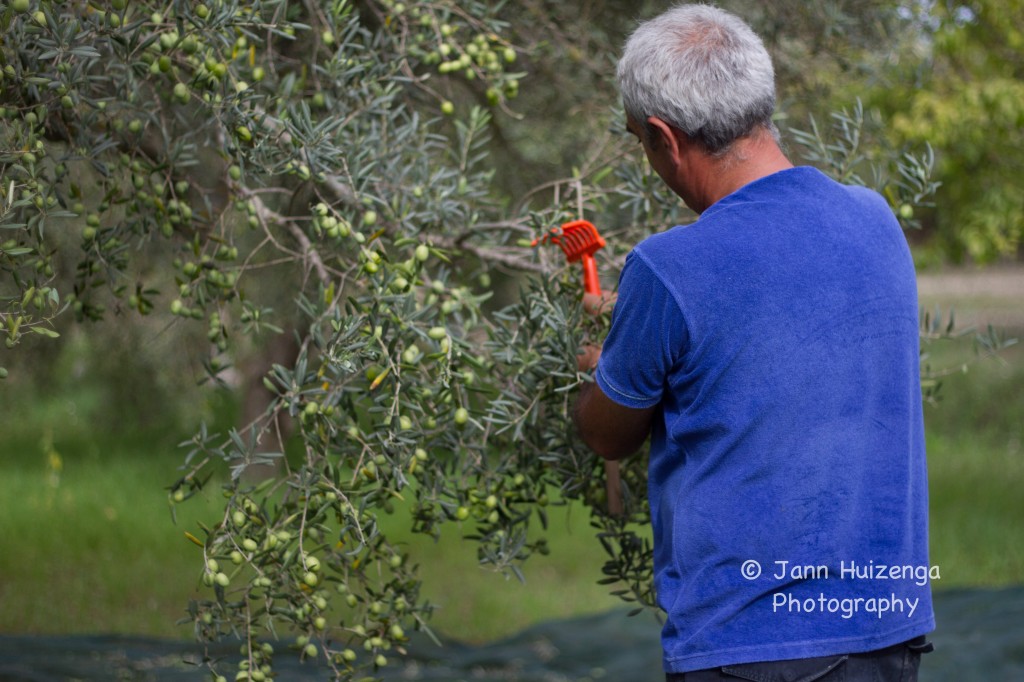 Harvesting Olives in Sicily, copyright Jann Huizenga
