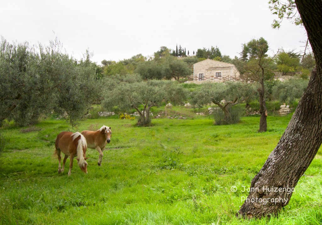 Horses in Sicilian Field, copyright Jann Huizenga